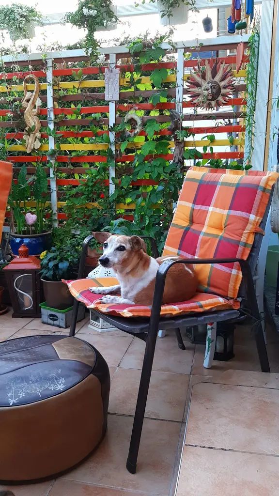 Image from Curro