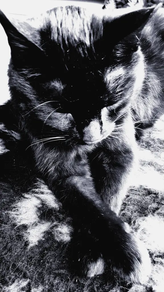 Image from Molly
