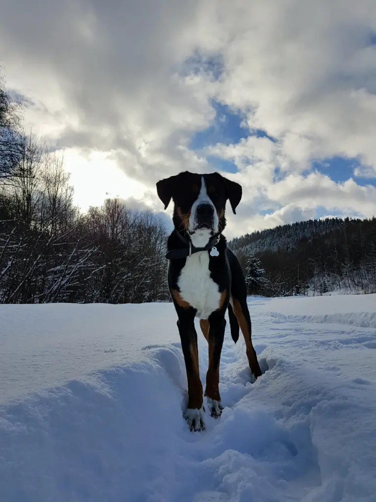 Image from Balou