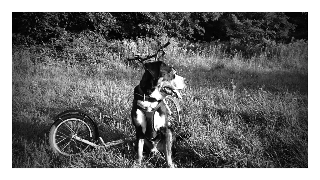 Image from Balou