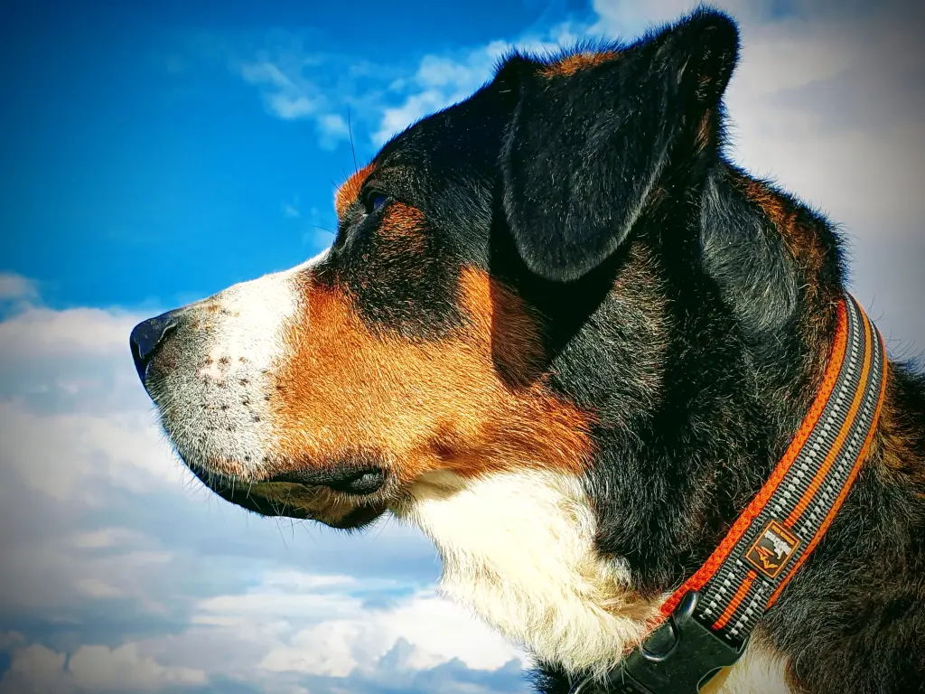 Image from Balou