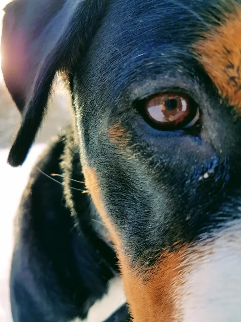 Image from Balou