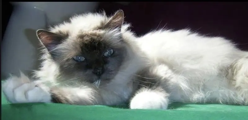 Condolence image of Nina
