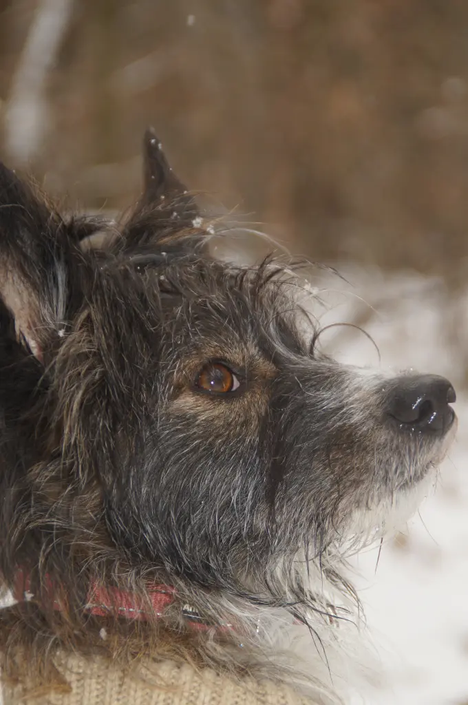 Andachtsbild von Elisa