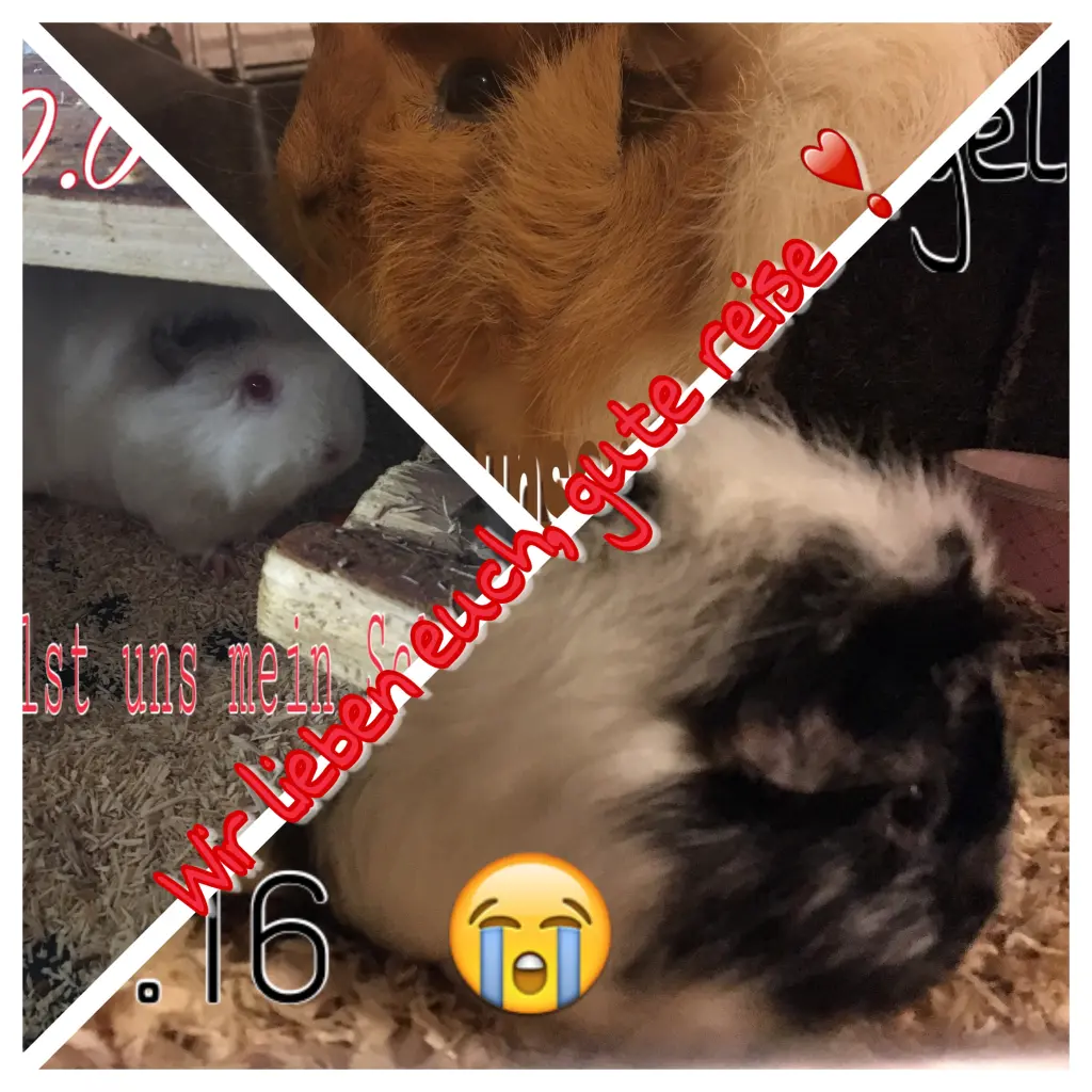 Image from Rocky, Lylly, Meeri