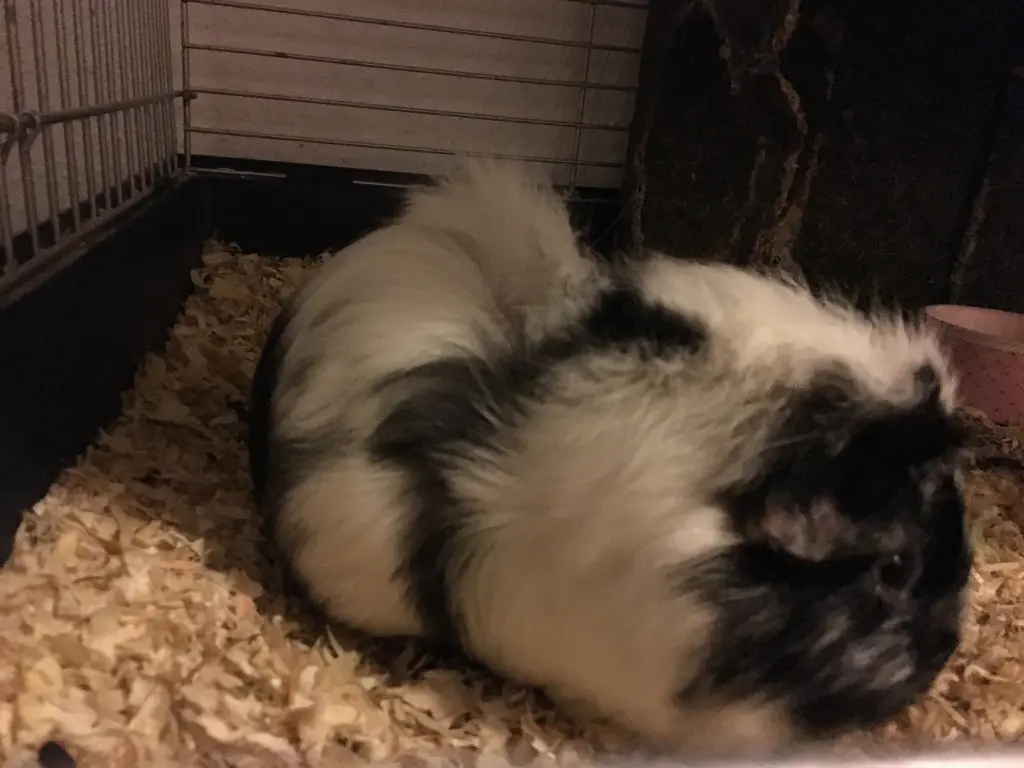 Image from Rocky, Lylly, Meeri