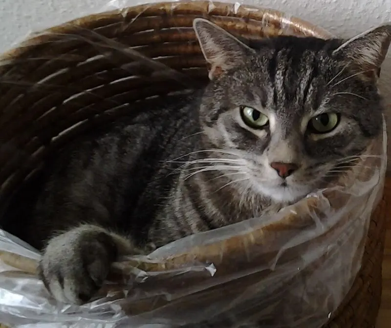 Condolence image of Silvia mit Gatita im Herzen, gest. 30.10.2020