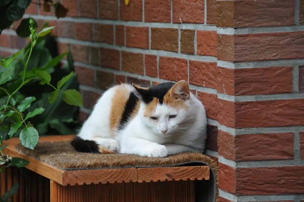 Condolence image of Für Puschi zur 3. Jährung in ewiger Liebe