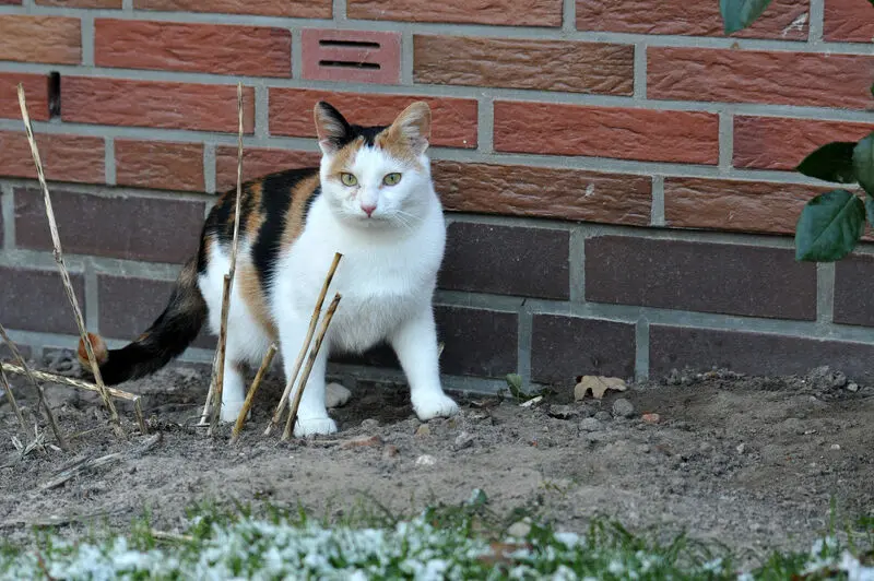 Condolence image of Für meine geliebte Puschi zur 5. Jährung