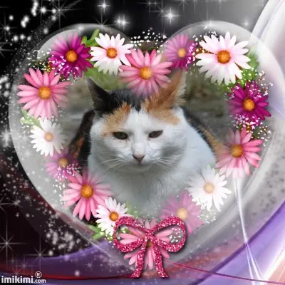 Condolence image of Fur Puschelchen❤️⭐️