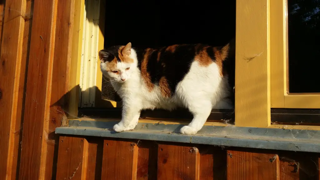 Condolence image of Für meine geliebte Puschel zur 7. Jährung