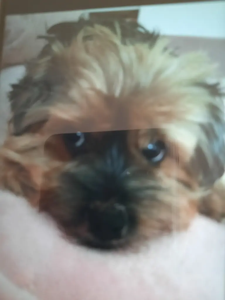 Image from Bijou