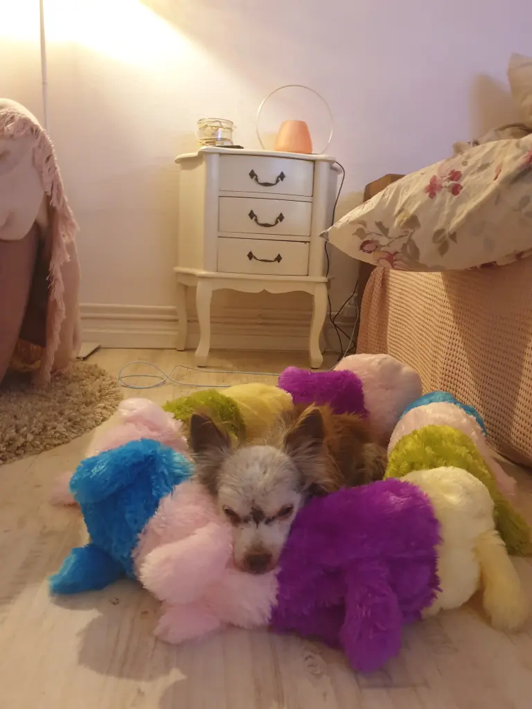 Image from Muffin