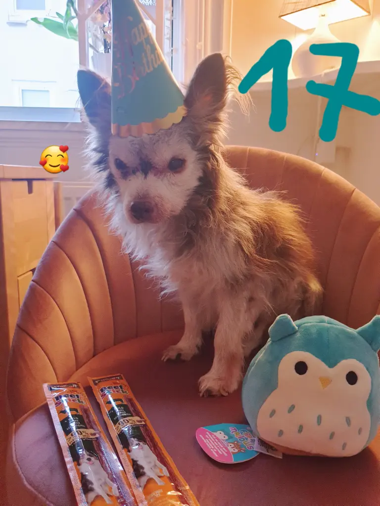Image from Muffin