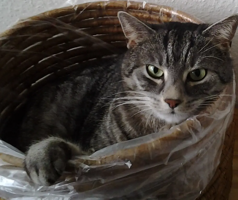 Andachtsbild von Silvia mit Gatita im Herzen, gest. 30.10.2020