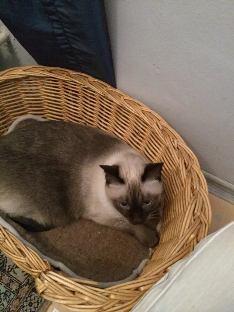 Image from Ramses