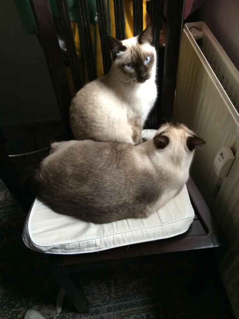 Image from Ramses