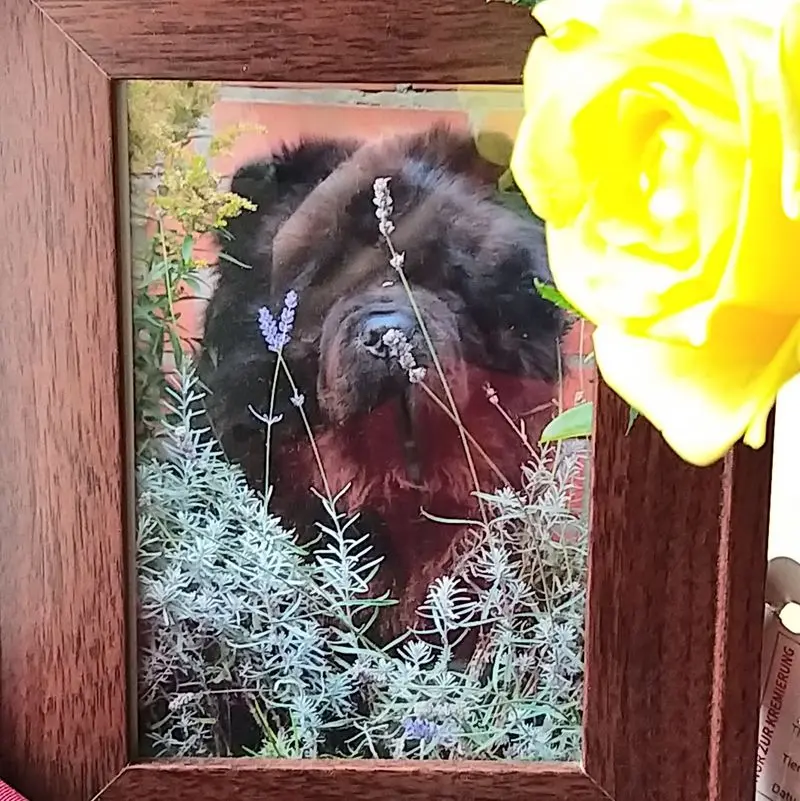 Condolence image of Sabine CLAUS