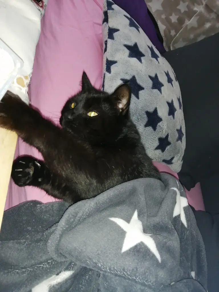Image from Luna