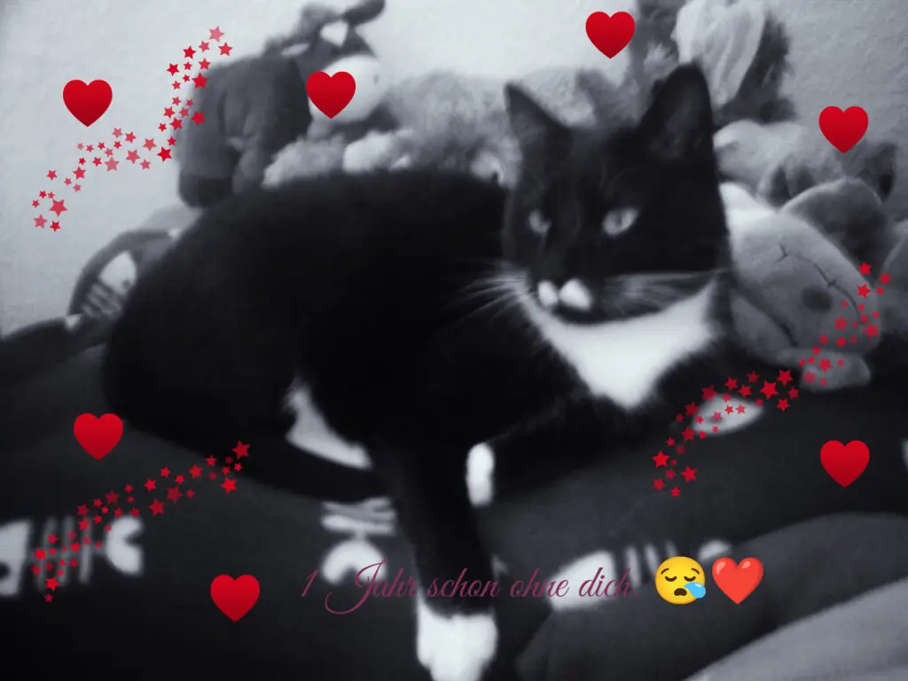 Image from Stupsi 