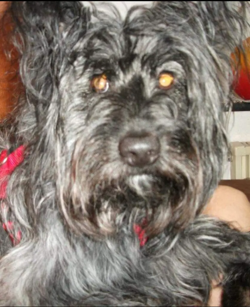 Image from Chiara
