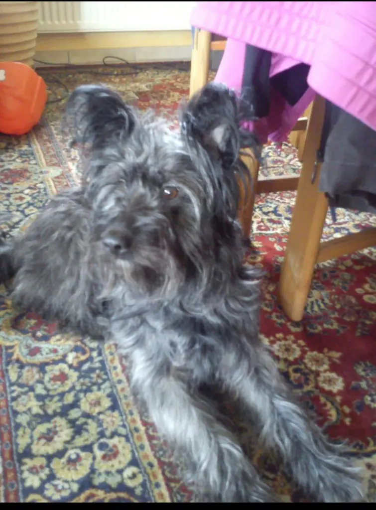 Image from Chiara