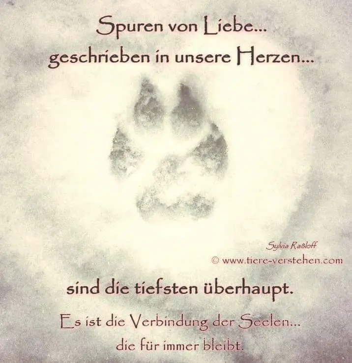 Condolence image of Frauchen 