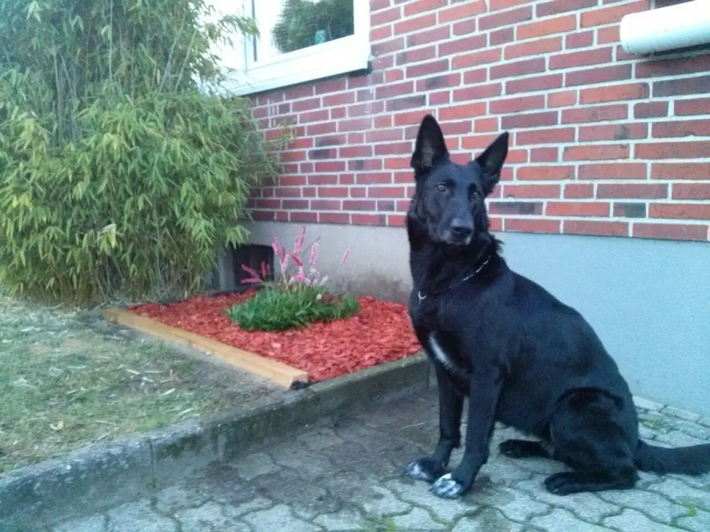 Image from Valeska