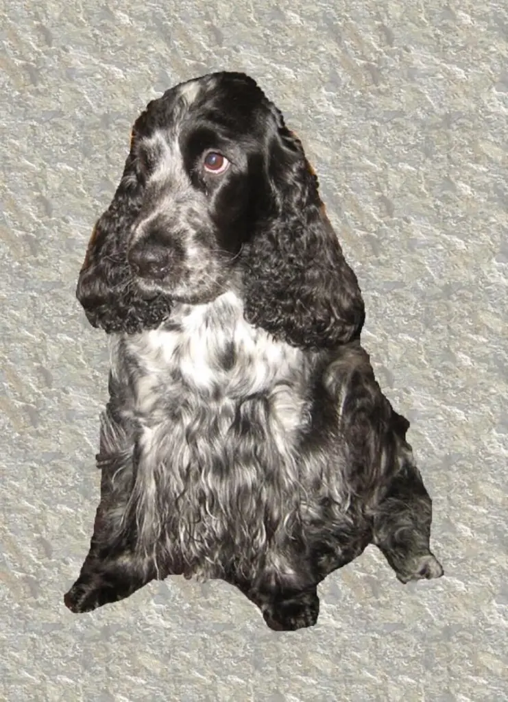 Condolence image of Gerda mit Bonita tief im Herzen