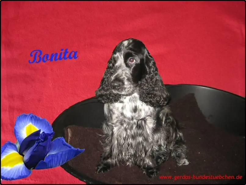 Condolence image of Gerda mit Bonita tief im Herzen