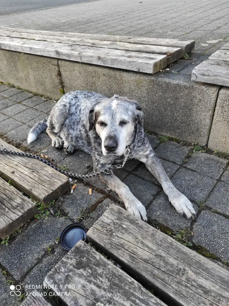 Condolence image of Anja