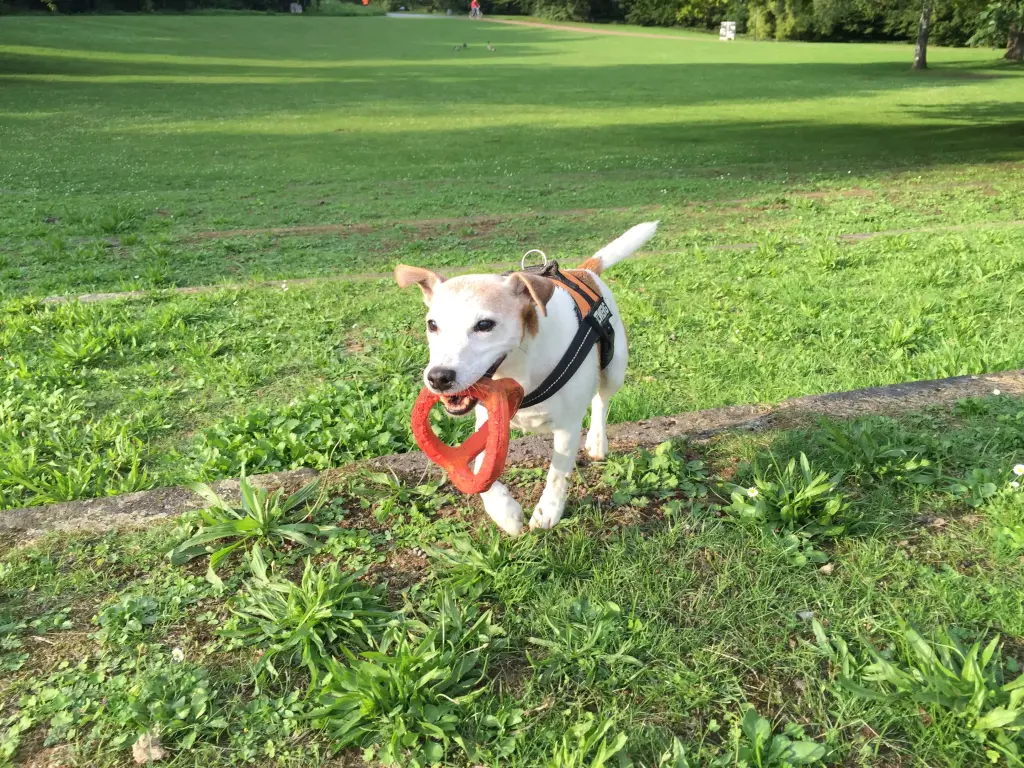 Image from Skip