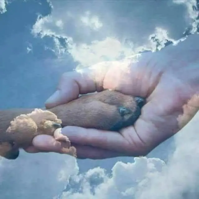Condolence image of Holger & Sabine