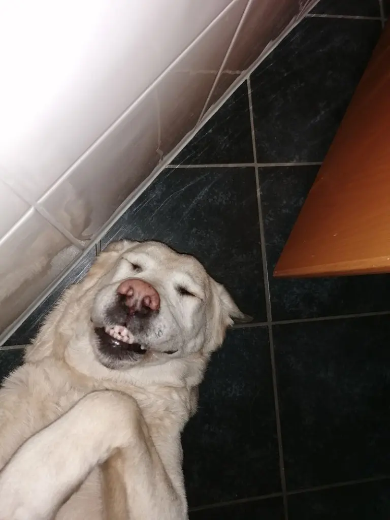 Condolence image of Lilli /Wetter