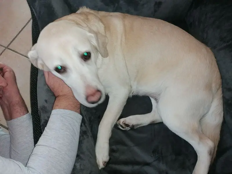 Condolence image of Momo