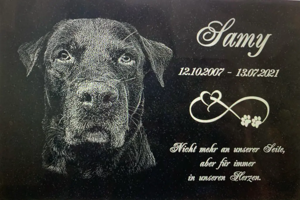 Image from Sammy
