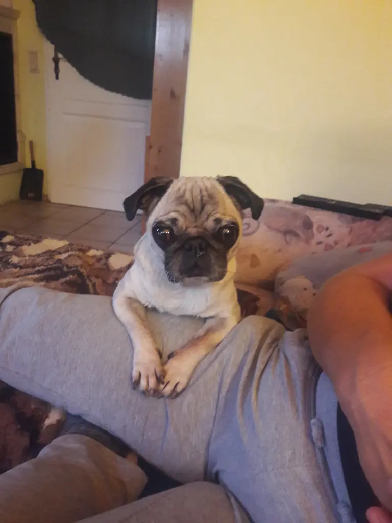 Image from Lilo