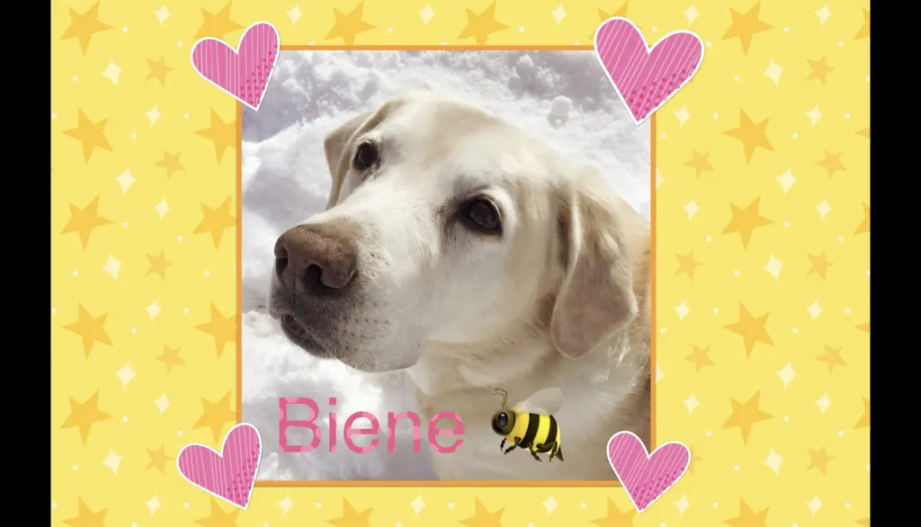 Image from Biene