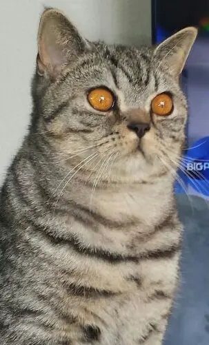 Image from Baby Bär