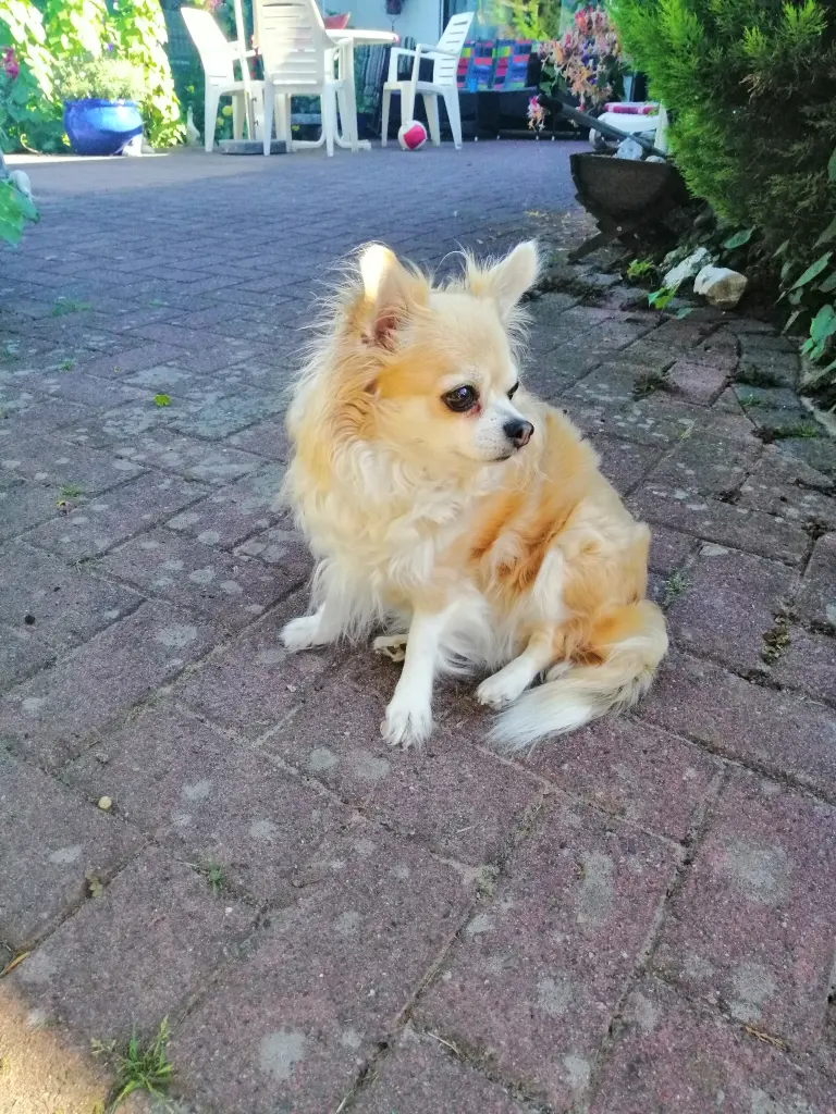 Image from Sissi