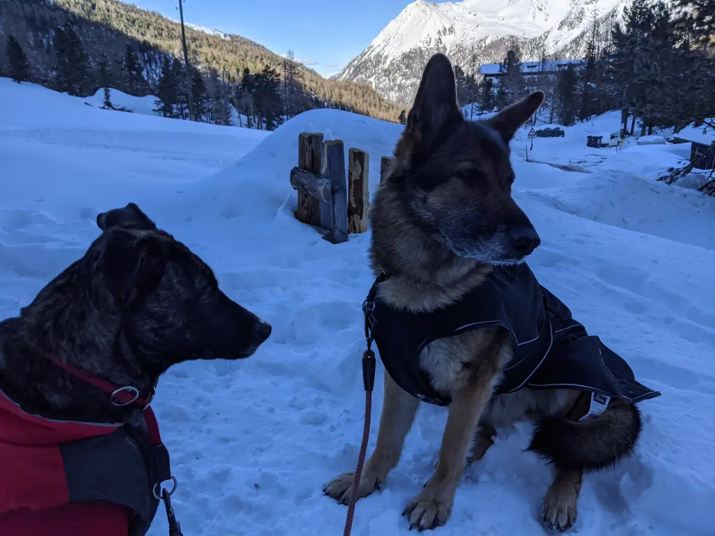 Bild von Bisou
