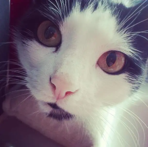 Image from Kitty