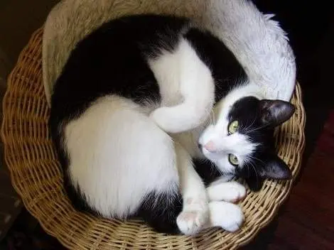 Image from Kitty