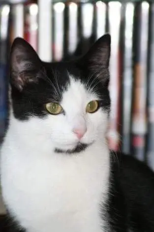 Image from Kitty
