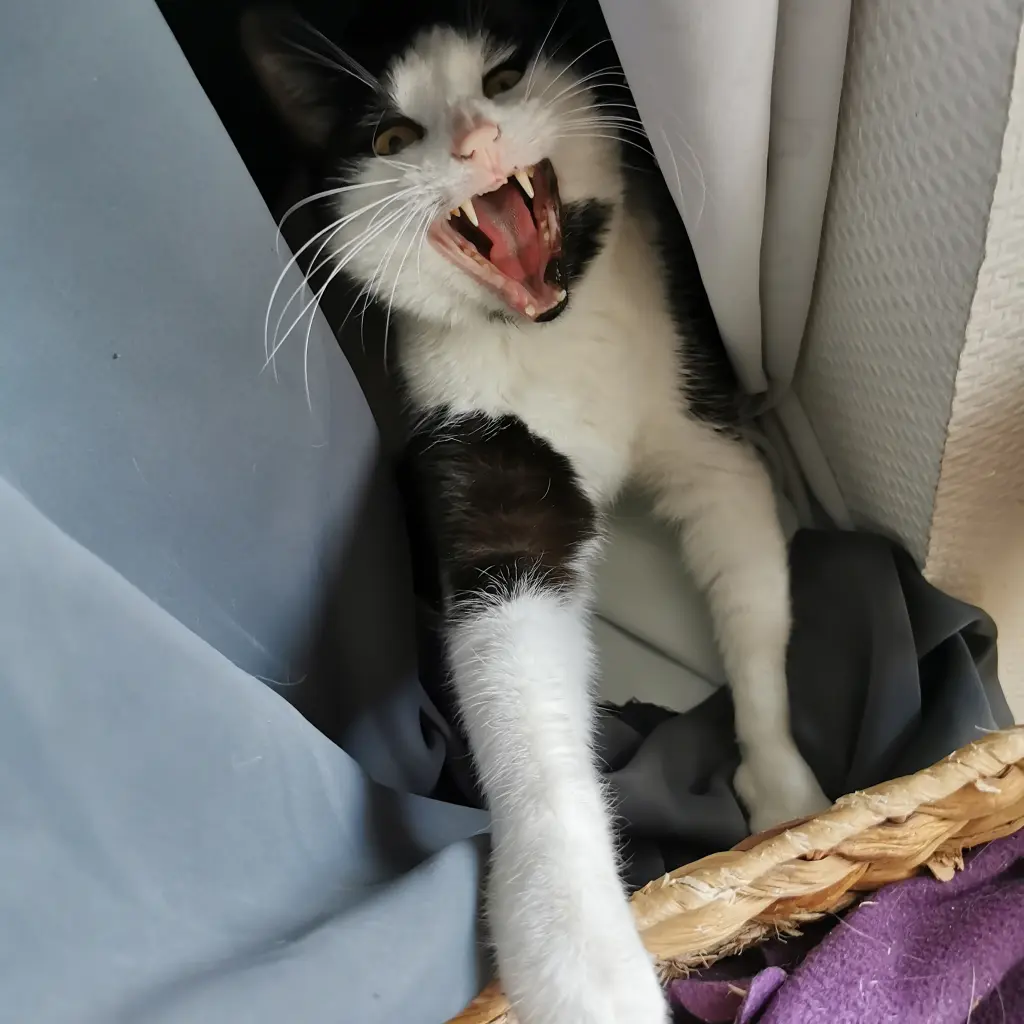 Image from Kitty