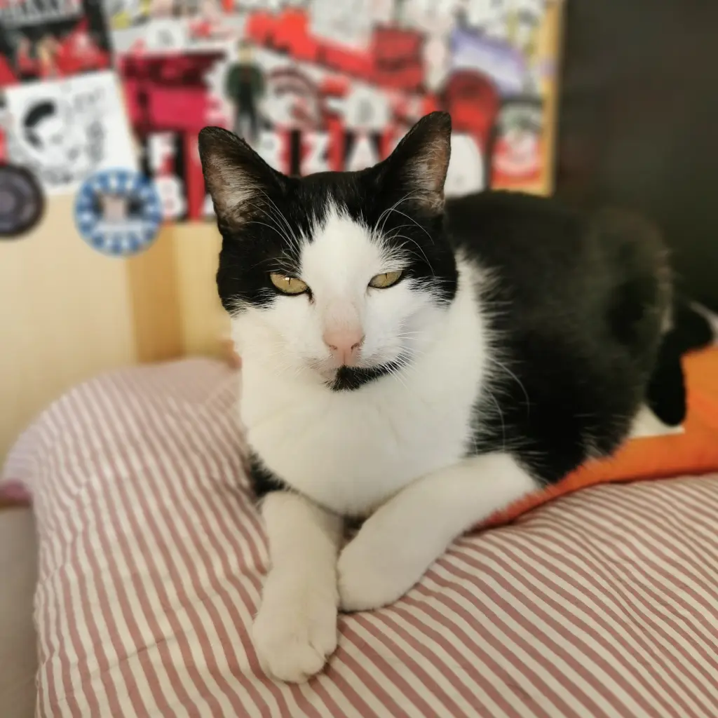 Image from Kitty