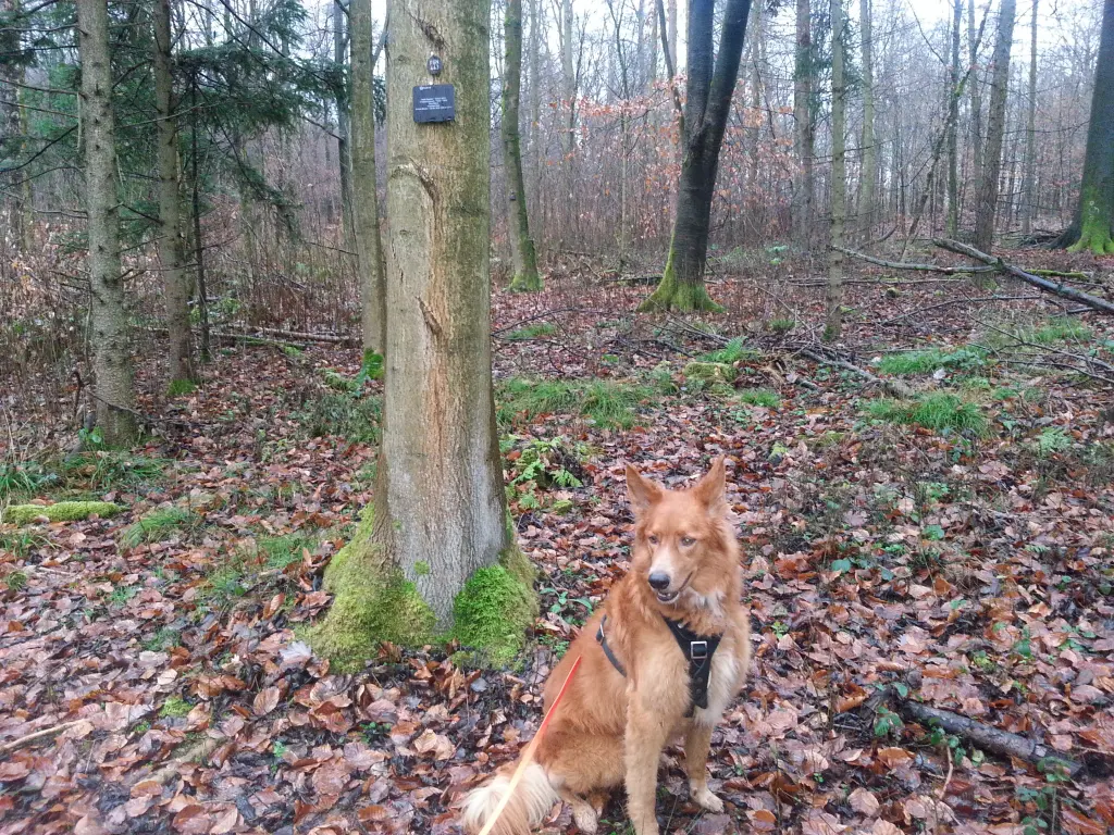 Image from Fito