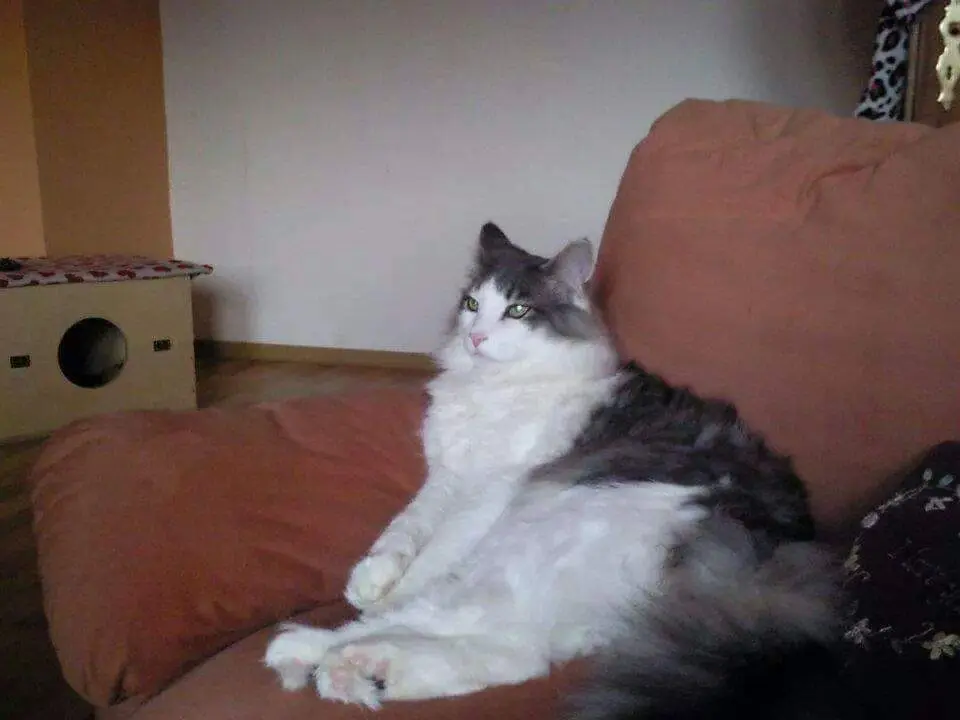 Image from Ice