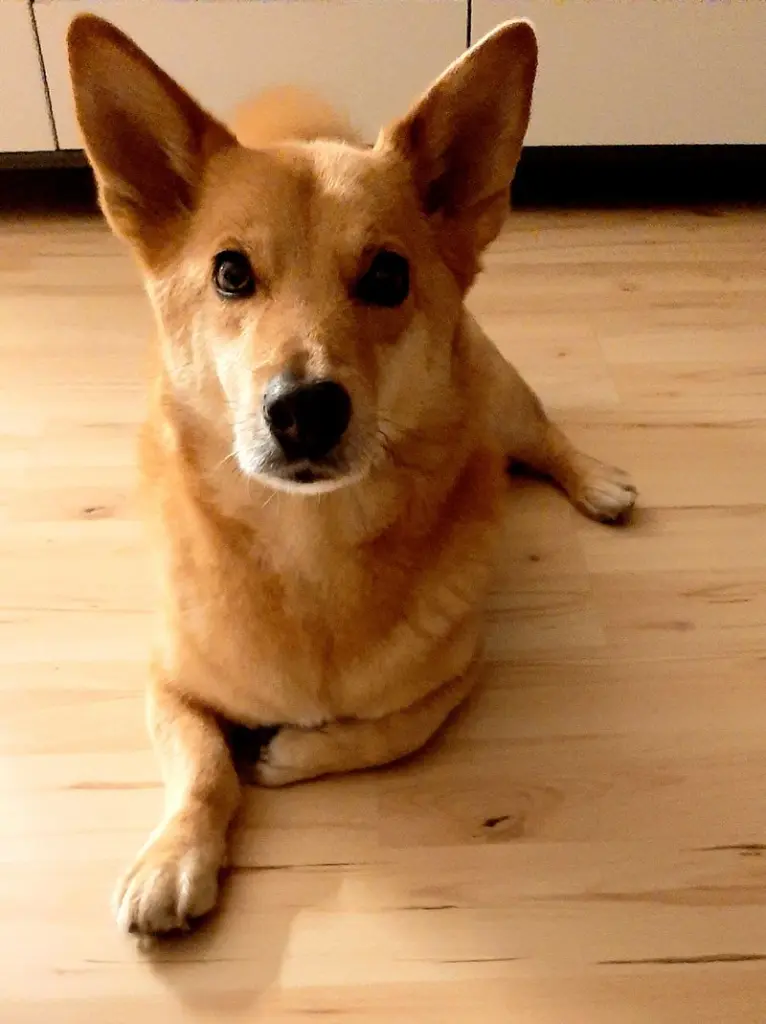 Condolence image of Buddy