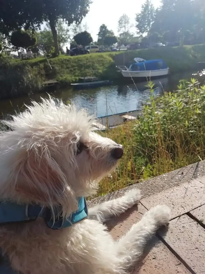 Andachtsbild von Nicole